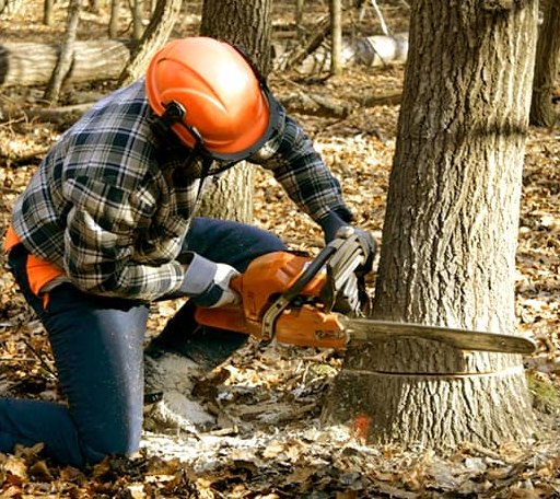 Tree Removal in Lake Hill, NY
